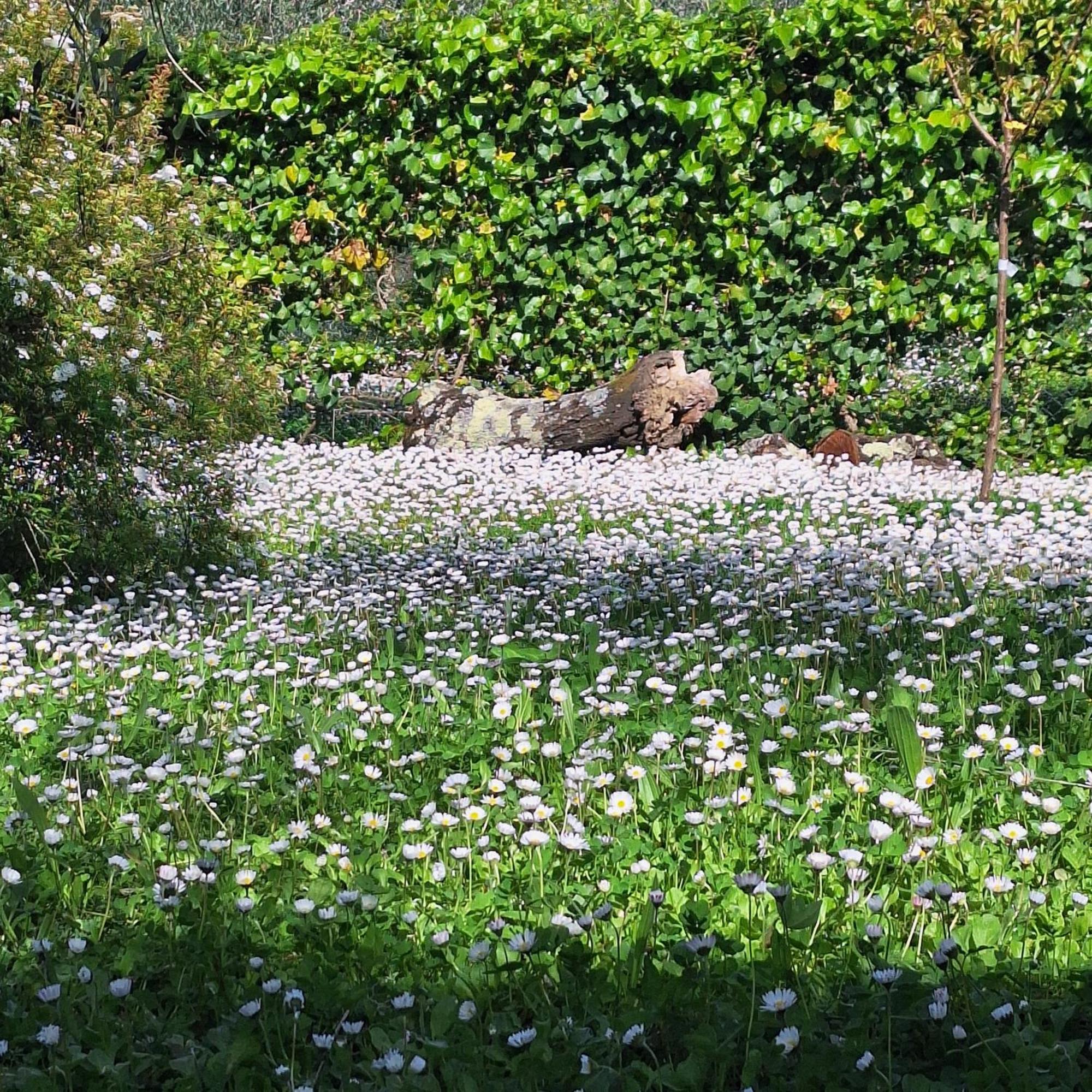 Dimora Nel Chianti Guest House San Sano Eksteriør bilde