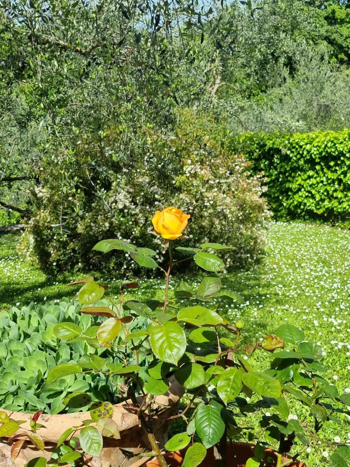 Dimora Nel Chianti Guest House San Sano Eksteriør bilde